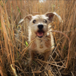 Hundeschule Illertissen