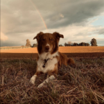 Hundeschule Illertissen