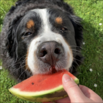 Hundeschule Illertissen