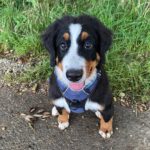 Hundeschule Illertissen